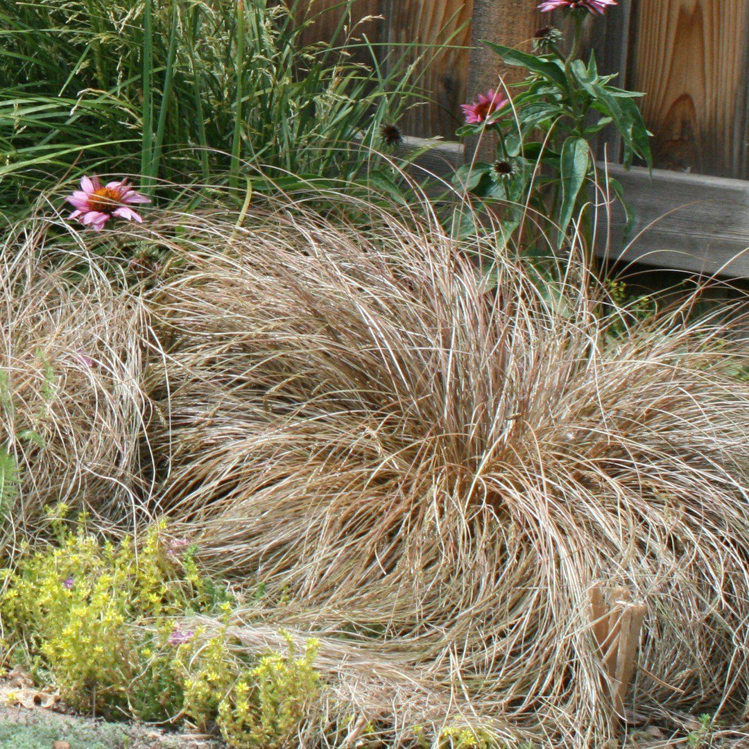 Carex buchananii ~ Leatherleaf Sedge-ServeScape