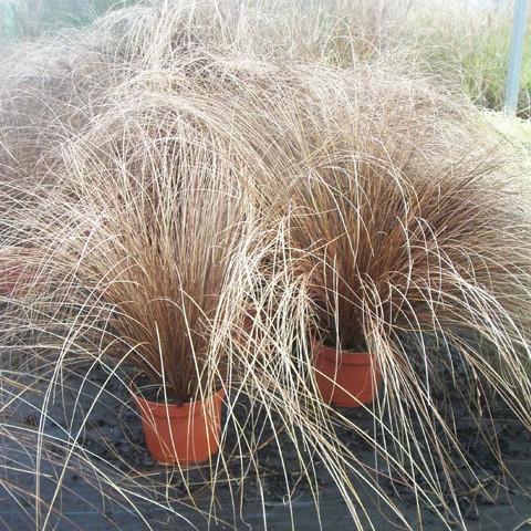 Carex buchananii ~ Leatherleaf Sedge-ServeScape