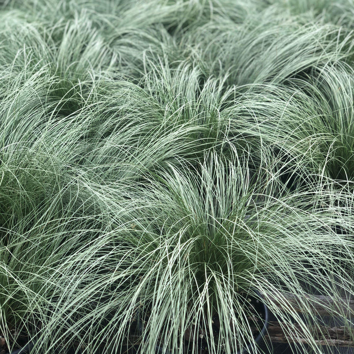 Carex comans 'Frosted Curls' ~ Frosted Curls New Zealand Sedge-ServeScape
