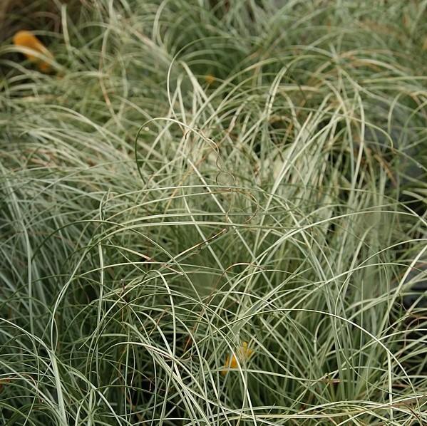 Carex comans 'Frosted Curls' ~ Frosted Curls New Zealand Sedge-ServeScape