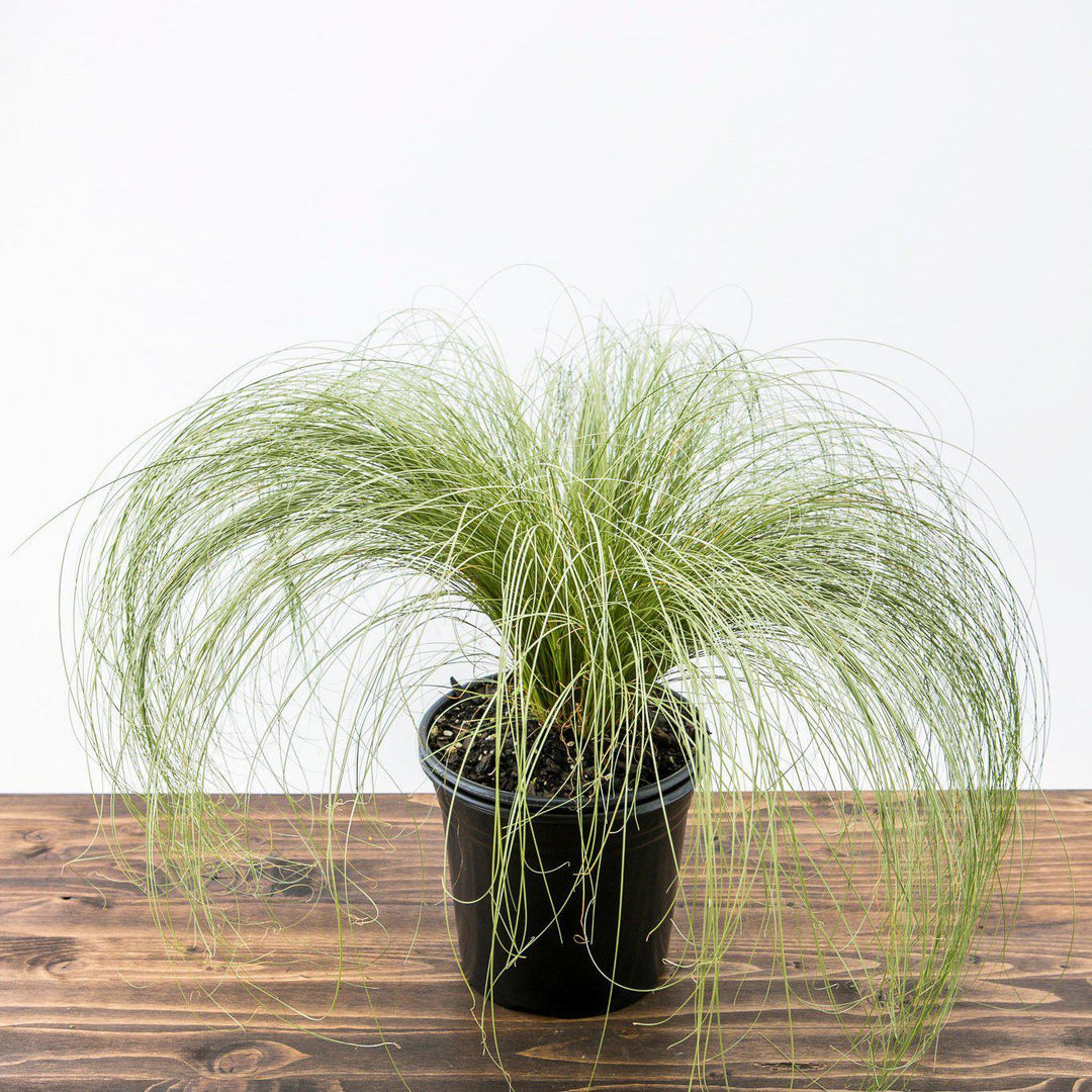 Carex comans 'Frosted Curls' ~ Frosted Curls New Zealand Sedge - Delivered By ServeScape