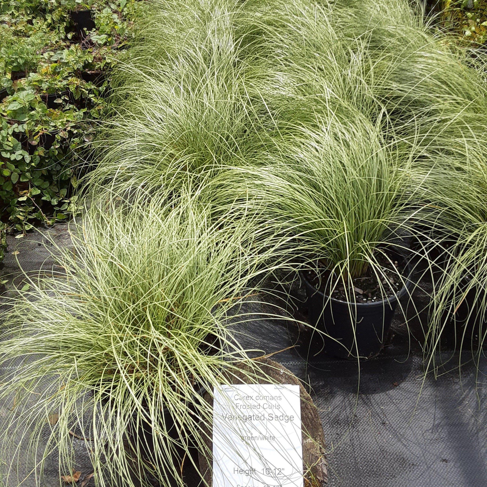 Carex comans 'Frosted Curls' ~ Frosted Curls New Zealand Sedge - Delivered By ServeScape