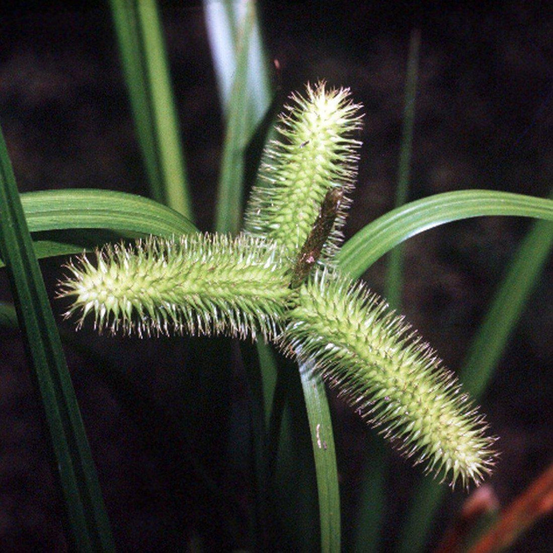 Carex comosa ~ Bristly Sedge - Delivered By ServeScape