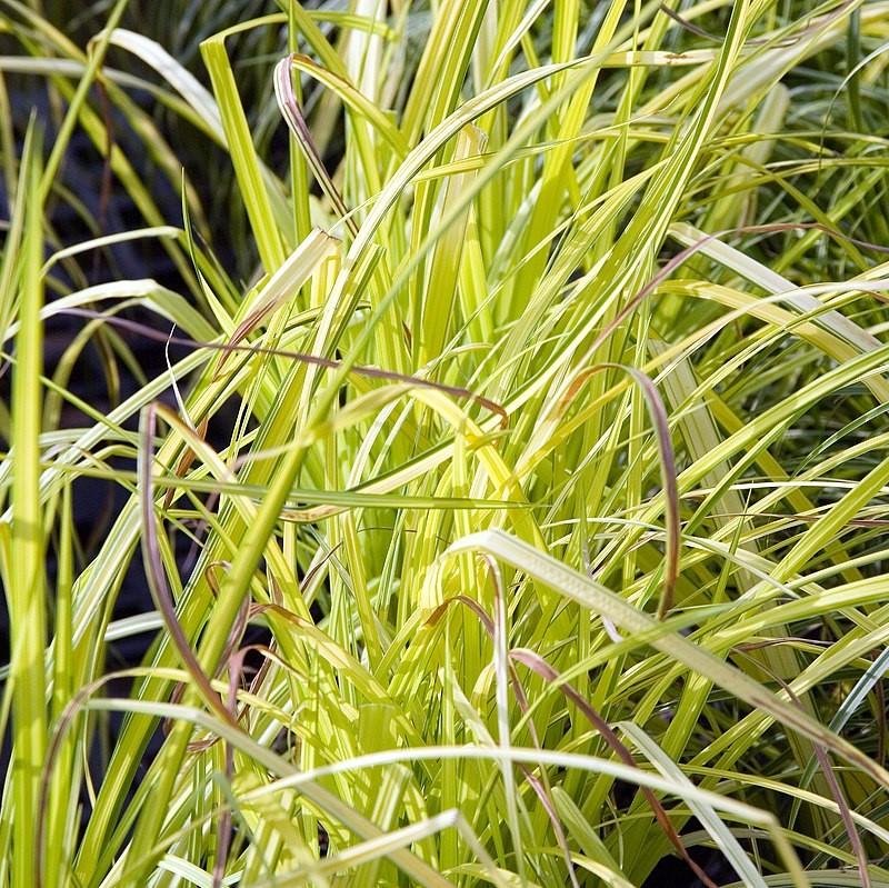Carex elata 'Bowles Golden' ~ Bowles Golden Tufted Sedge-ServeScape
