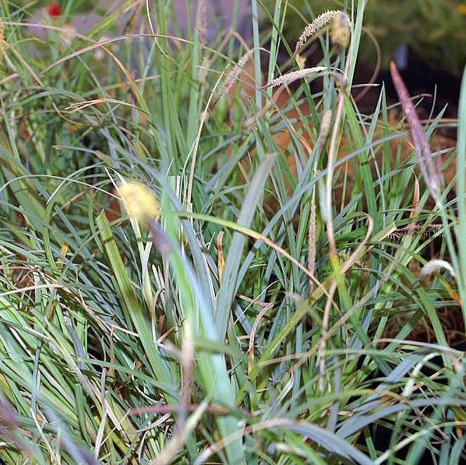 Carex glauca 'Blue Zinger' ~ Blue Zinger Sedge-ServeScape