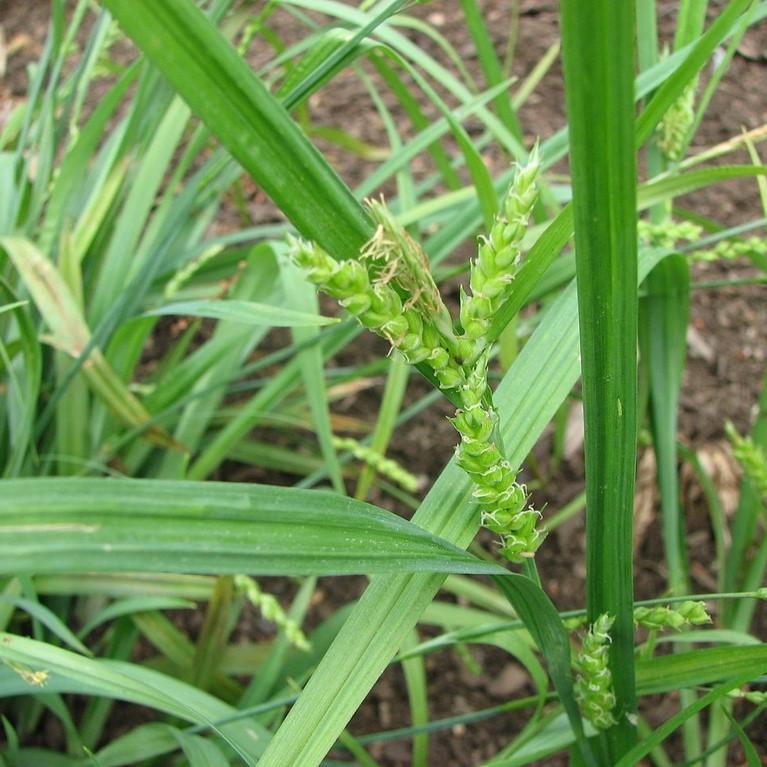 Carex laxiculmis ~ Creeping Sedge-ServeScape
