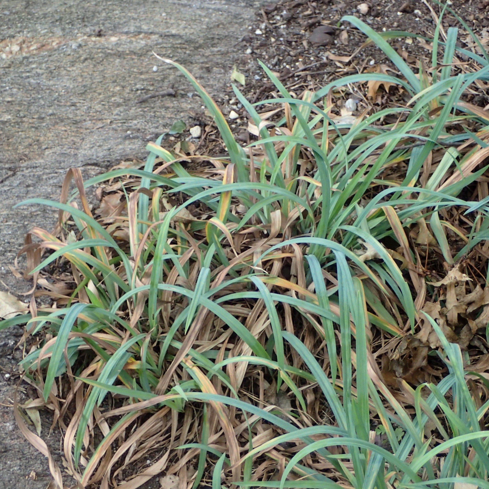 Carex laxiculmis - Delivered By ServeScape