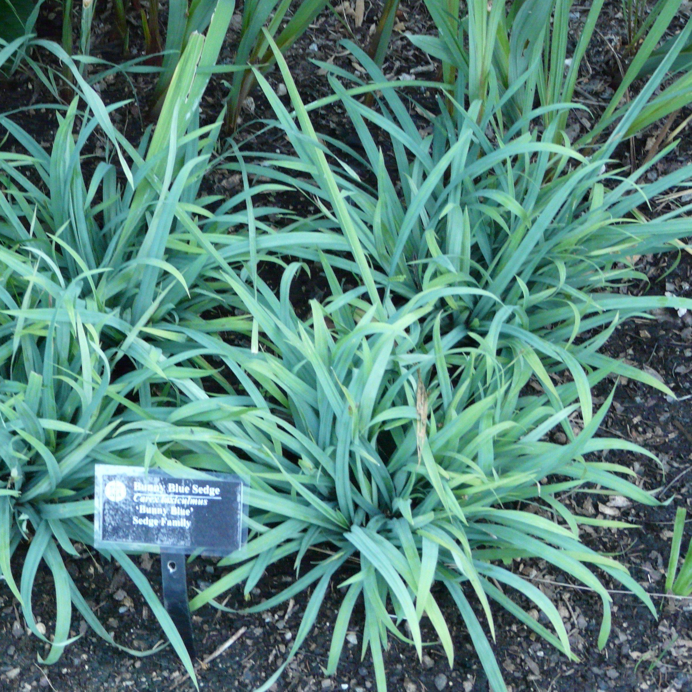 Blue Bunny Sedge - Carex laxiculmis 'Hobb' – ServeScape