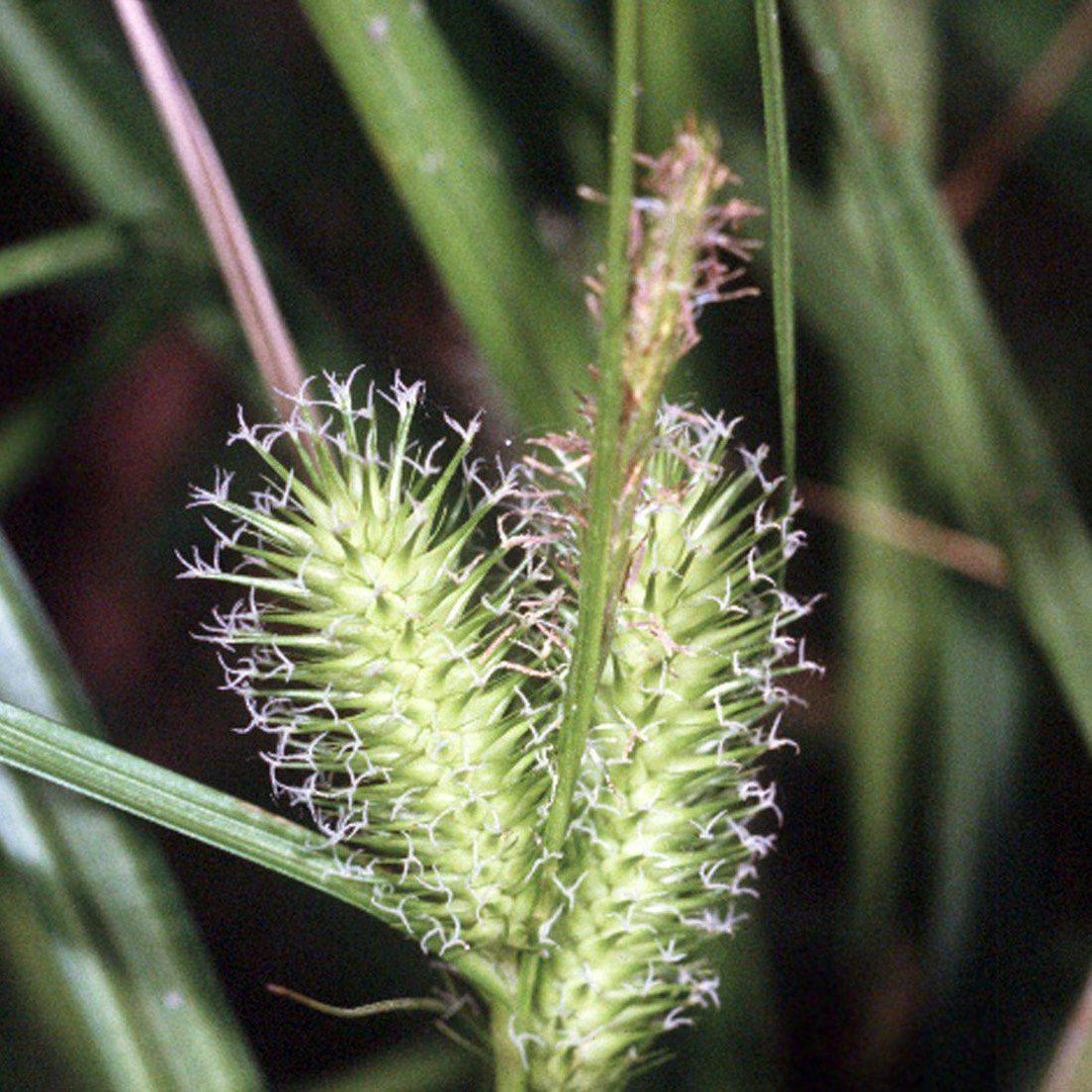 Carex lurida ~ Shallow Sedge - Delivered By ServeScape