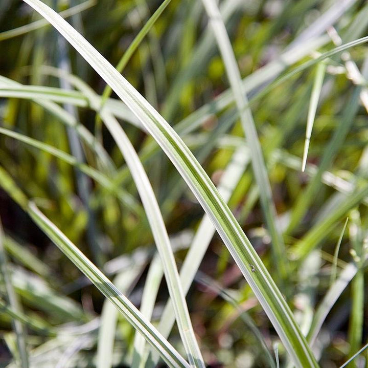 Carex m. 'Silver Sceptre' ~ Silver Septre Sedge-ServeScape
