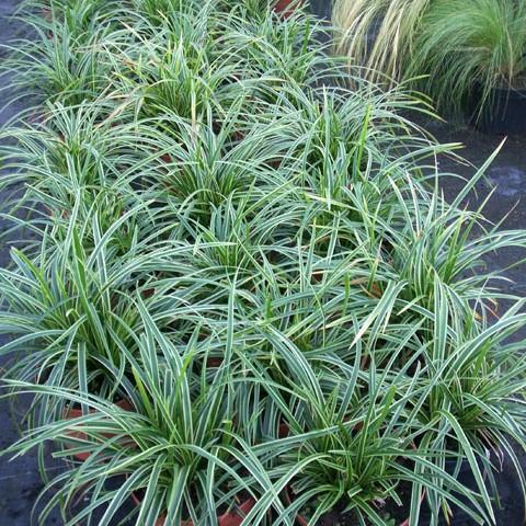 Carex morrowii 'Ice Dance' ~ Ice Dance Sedge - Delivered By ServeScape