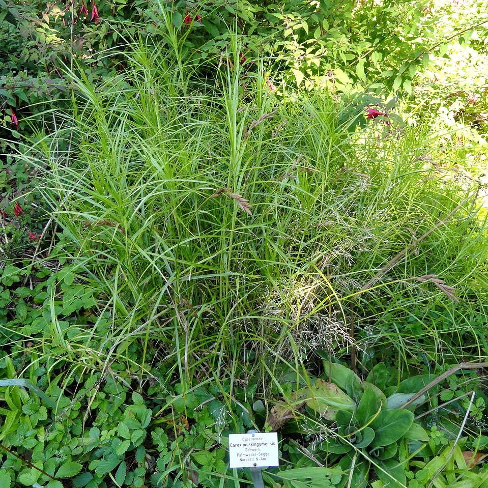 Carex muskingumensis ~ Palm Sedge-ServeScape
