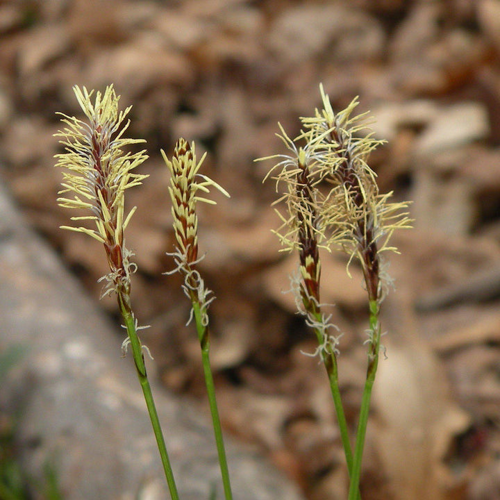 Carex pensylvanica ~ Pennsylvania Sedge-ServeScape
