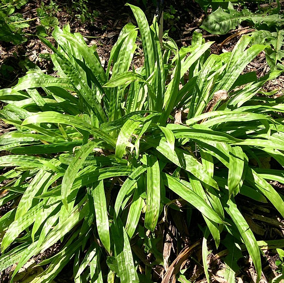 Carex plantaginea ~ Seersucker Sedge-ServeScape