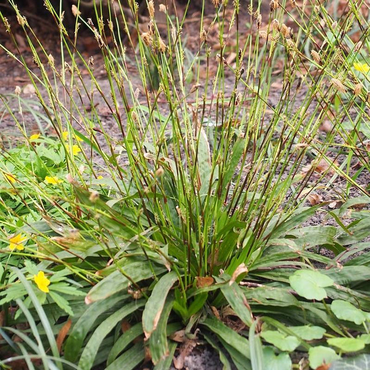 Carex plantaginea ~ Seersucker Sedge-ServeScape