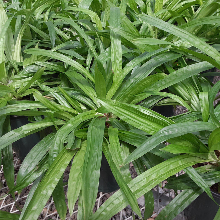 Carex plantaginea ~ Seersucker Sedge - Delivered By ServeScape