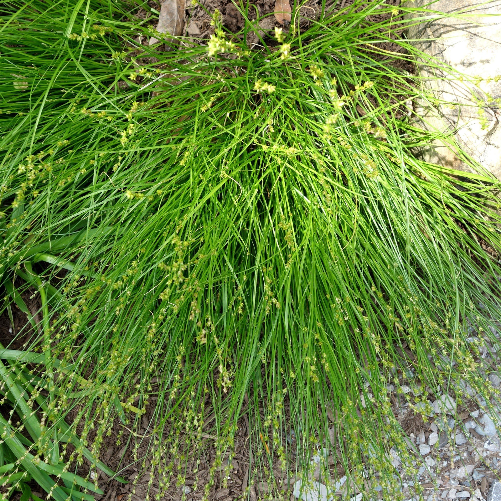 Carex radiata ~ Eastern Star Sedge - Delivered By ServeScape