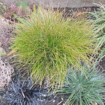Carex testacea 'Indian Summer' ~ Prairie Fire Sedge-ServeScape