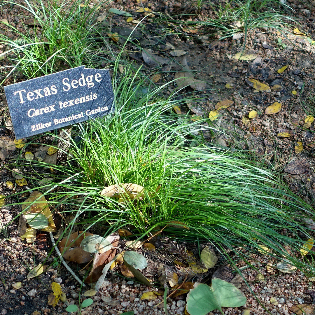 Carex texensis ~Texas Sedge - Delivered By ServeScape