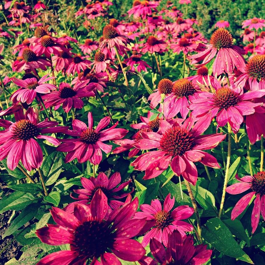 Carmen Castells SchofieldPP22133 ~ Big Sky™ Solar Flare Echinacea