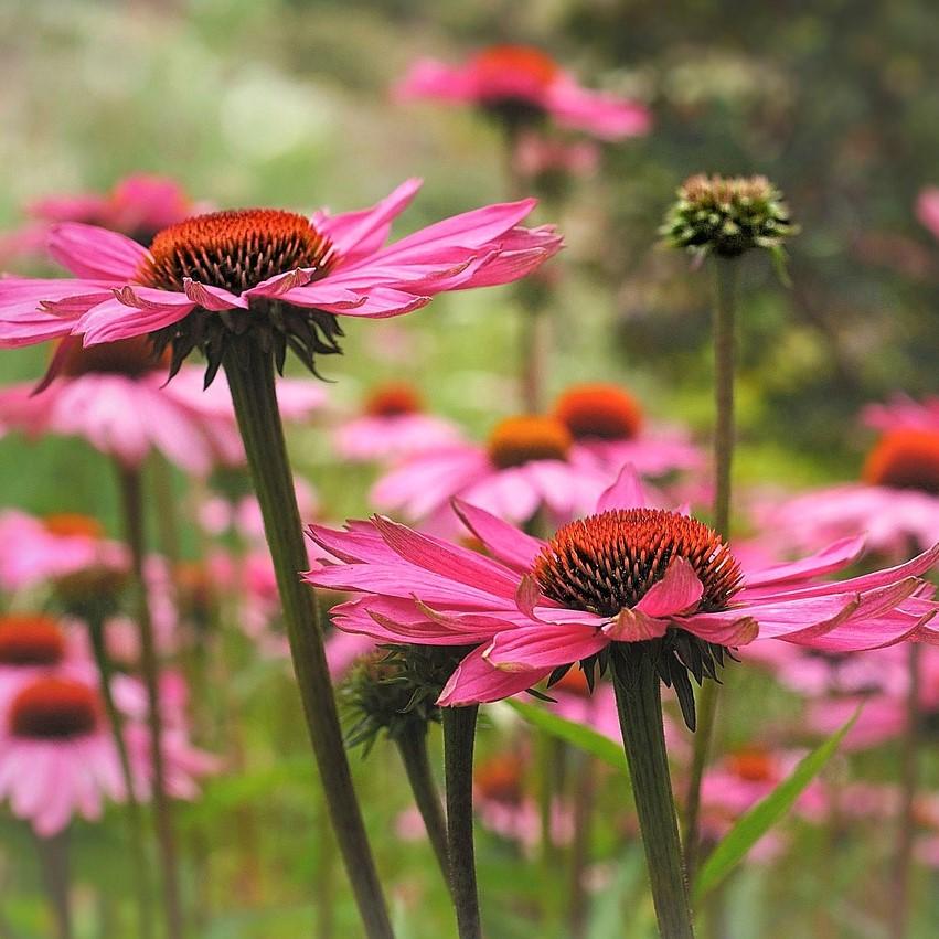 Carmen Castells SchofieldPP22133 ~ Big Sky™ Solar Flare Echinacea