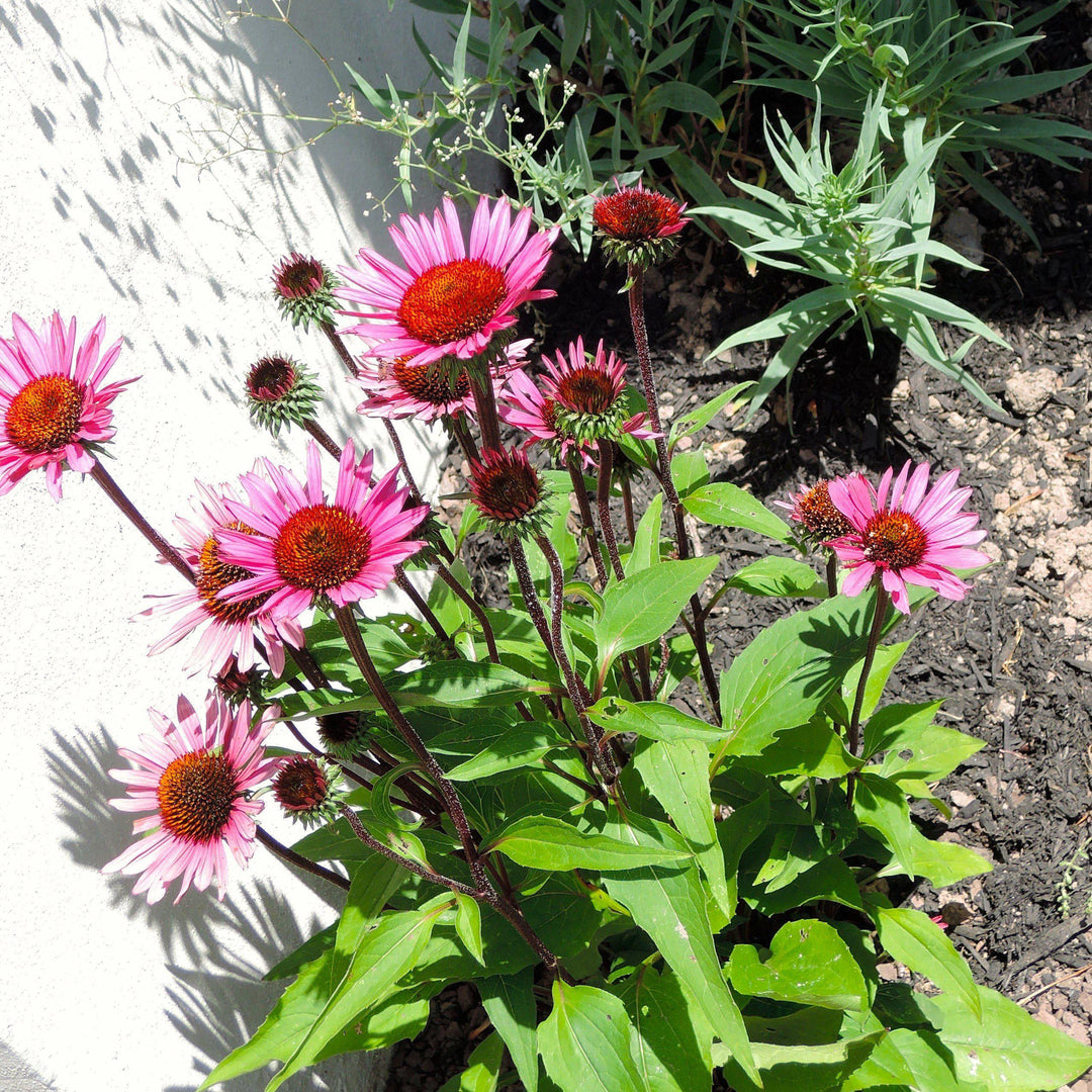 Carmen Castells SchofieldPP22133 ~ Big Sky™ Solar Flare Echinacea