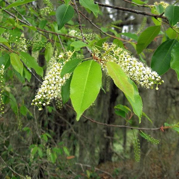 Prunus caroliniana ~ Carolina Cherry Laurel-ServeScape