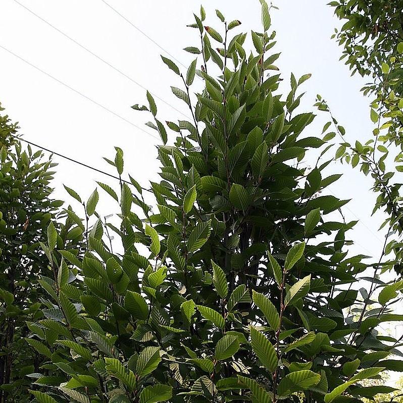 Carpinus betulus 'Fastigiata' ~ Upright European Hornbeam-ServeScape