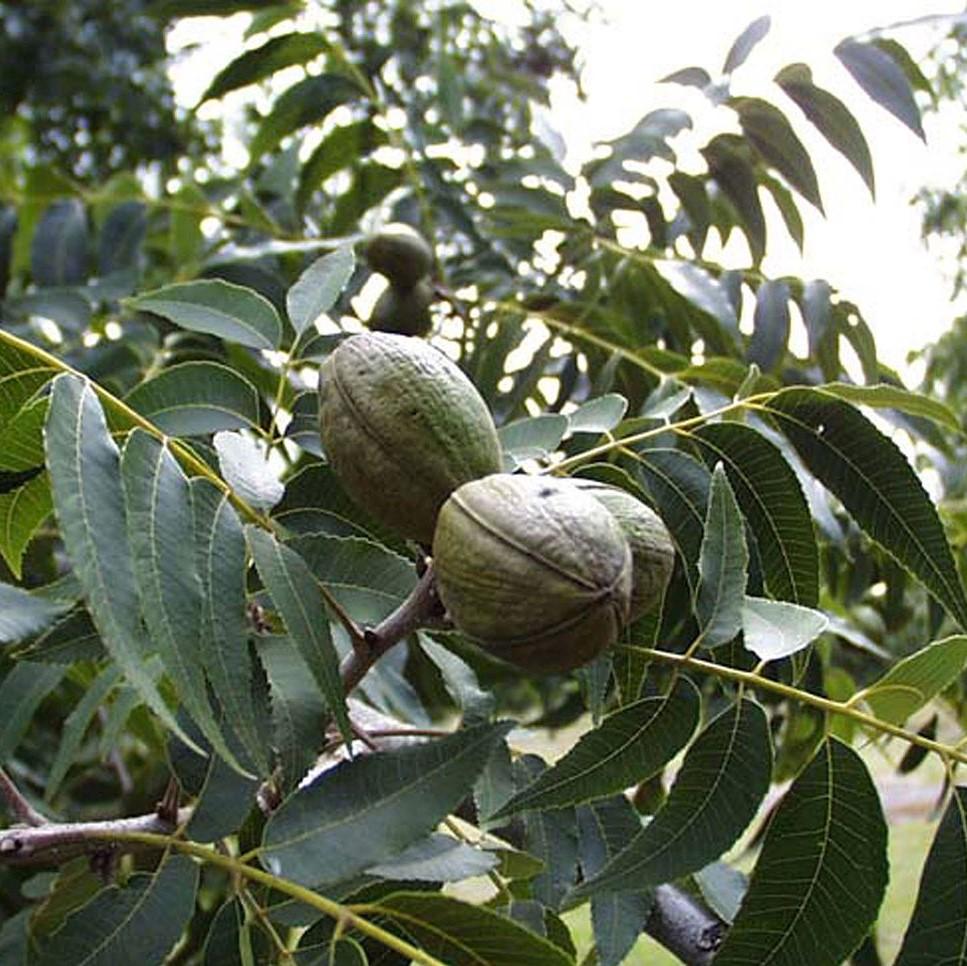 Carya illinoinensis ~ Pecan-ServeScape