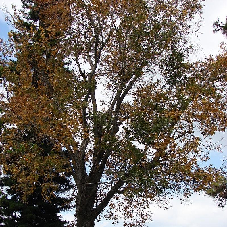 Carya illinoinensis ~ Pecan-ServeScape