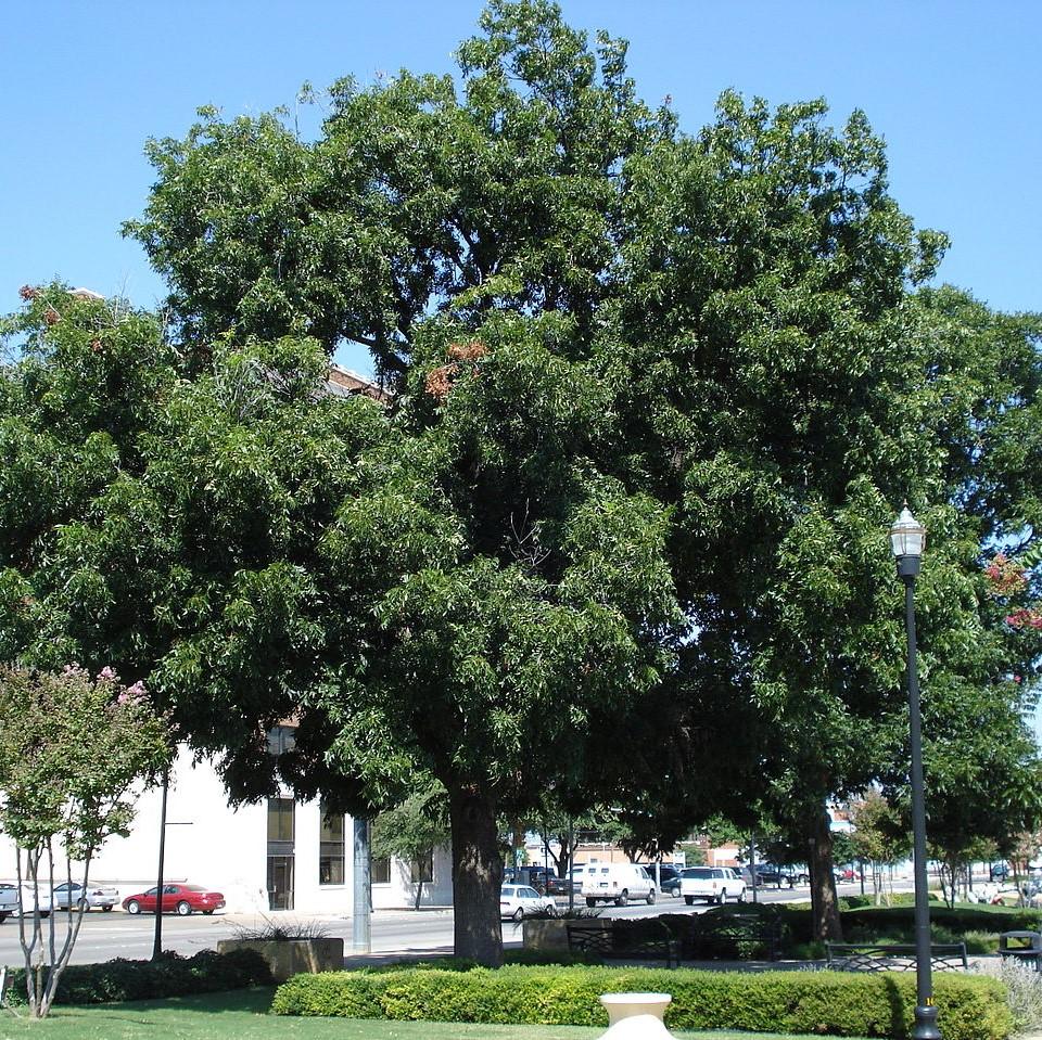 Carya illinoinensis ~ Pecan-ServeScape