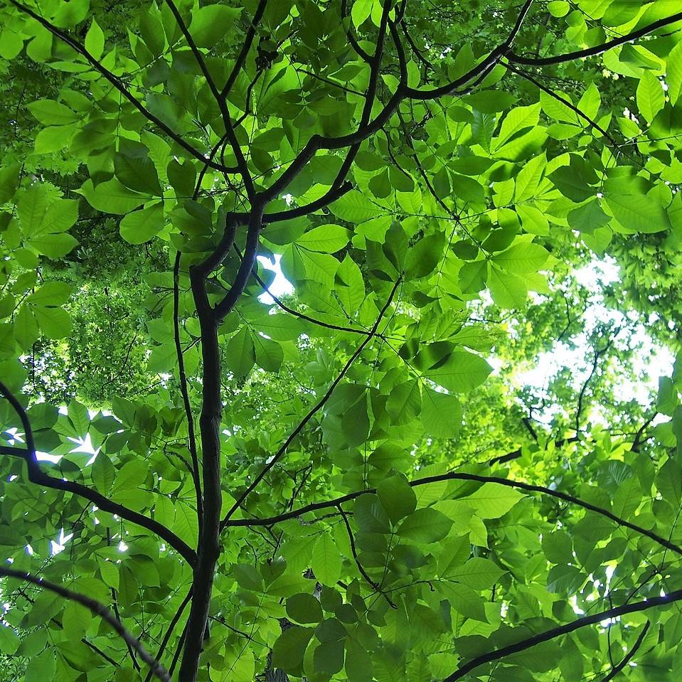 Carya laciniosa ~ Shellbark Hickory-ServeScape