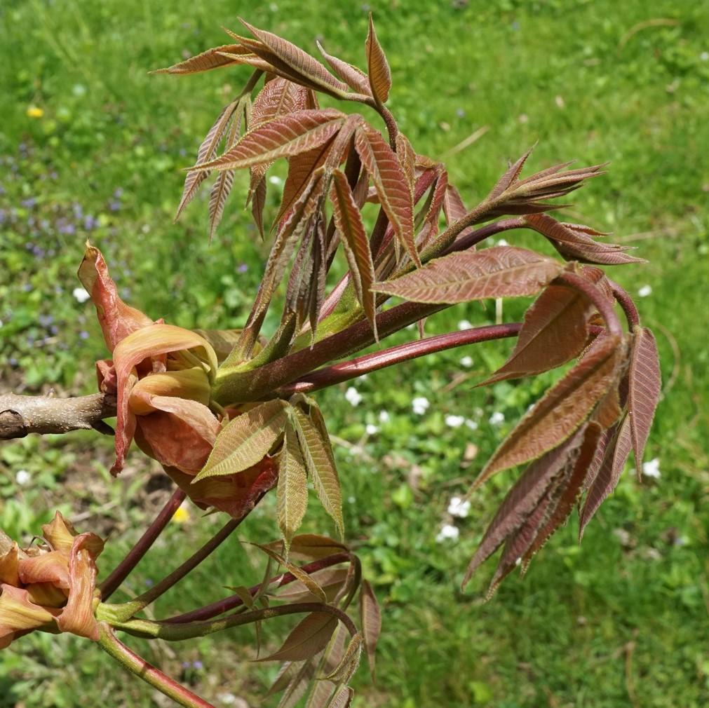 Carya laciniosa ~ Shellbark Hickory-ServeScape