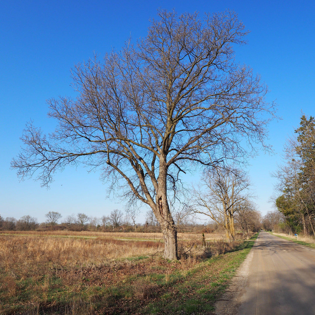 Carya laciniosa ~ Shellbark Hickory-ServeScape