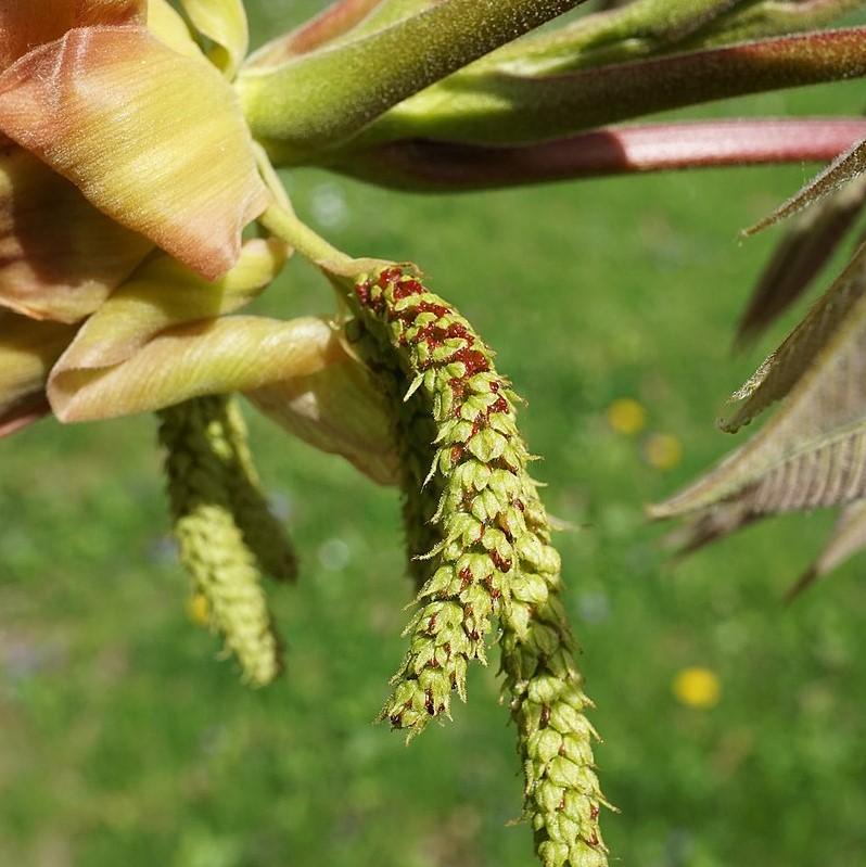 Carya laciniosa ~ Shellbark Hickory-ServeScape