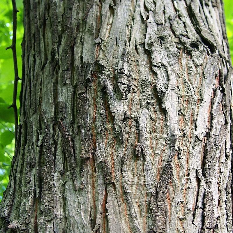 Carya laciniosa ~ Shellbark Hickory-ServeScape