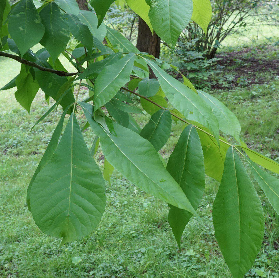 Carya laciniosa ~ Shellbark Hickory-ServeScape