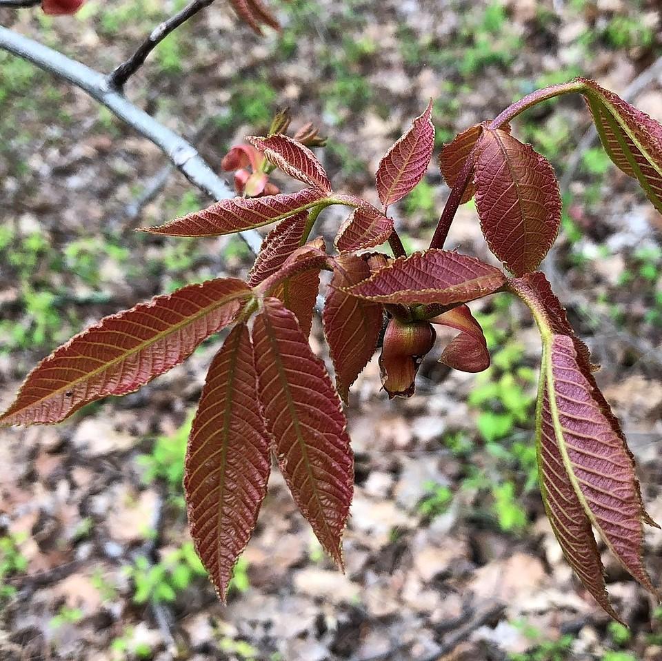 Carya tomentosa ~ Mockernut Hickory-ServeScape