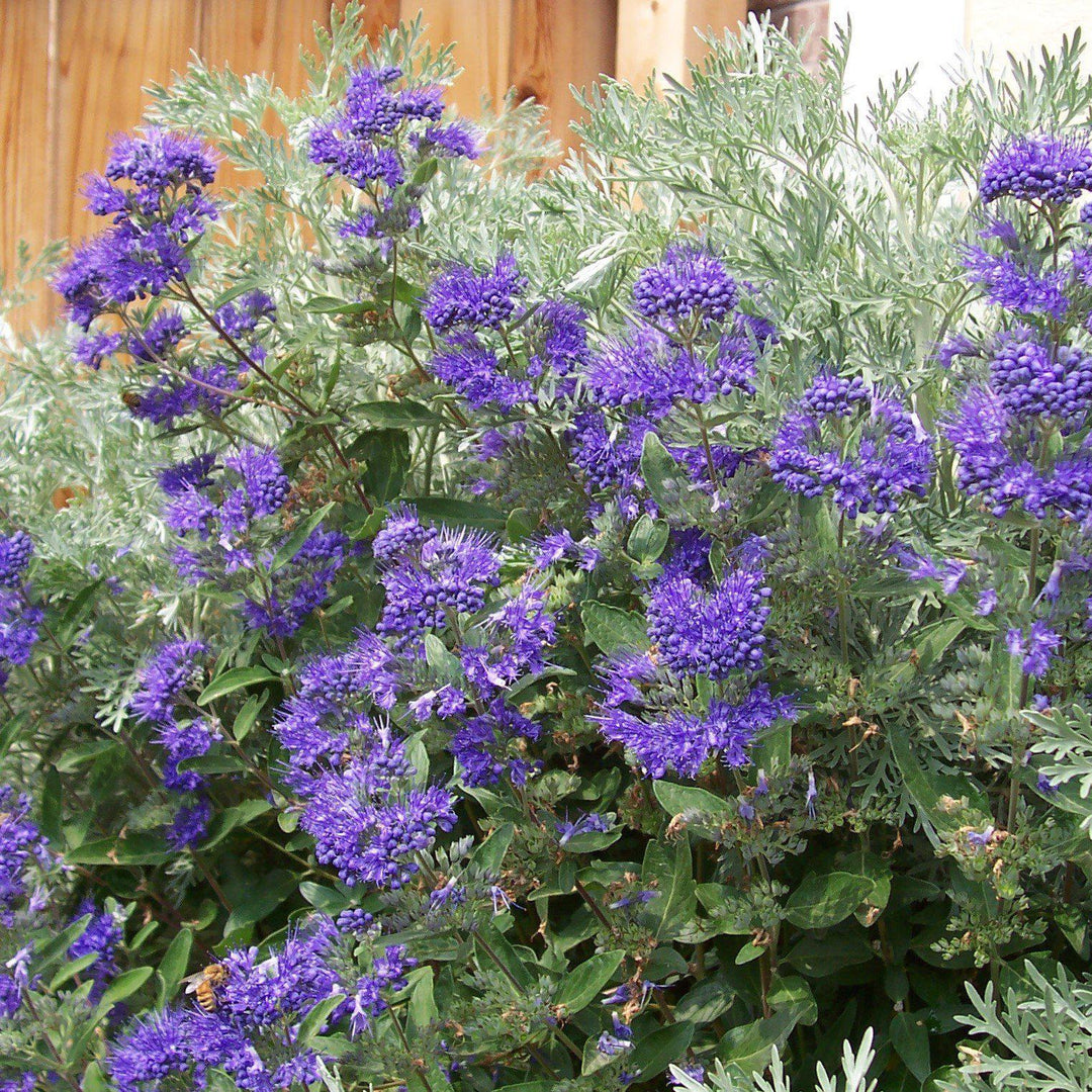 Caryopteris x clandonensis ‘First Choice ~ First Choice Bluebeard - Delivered By ServeScape