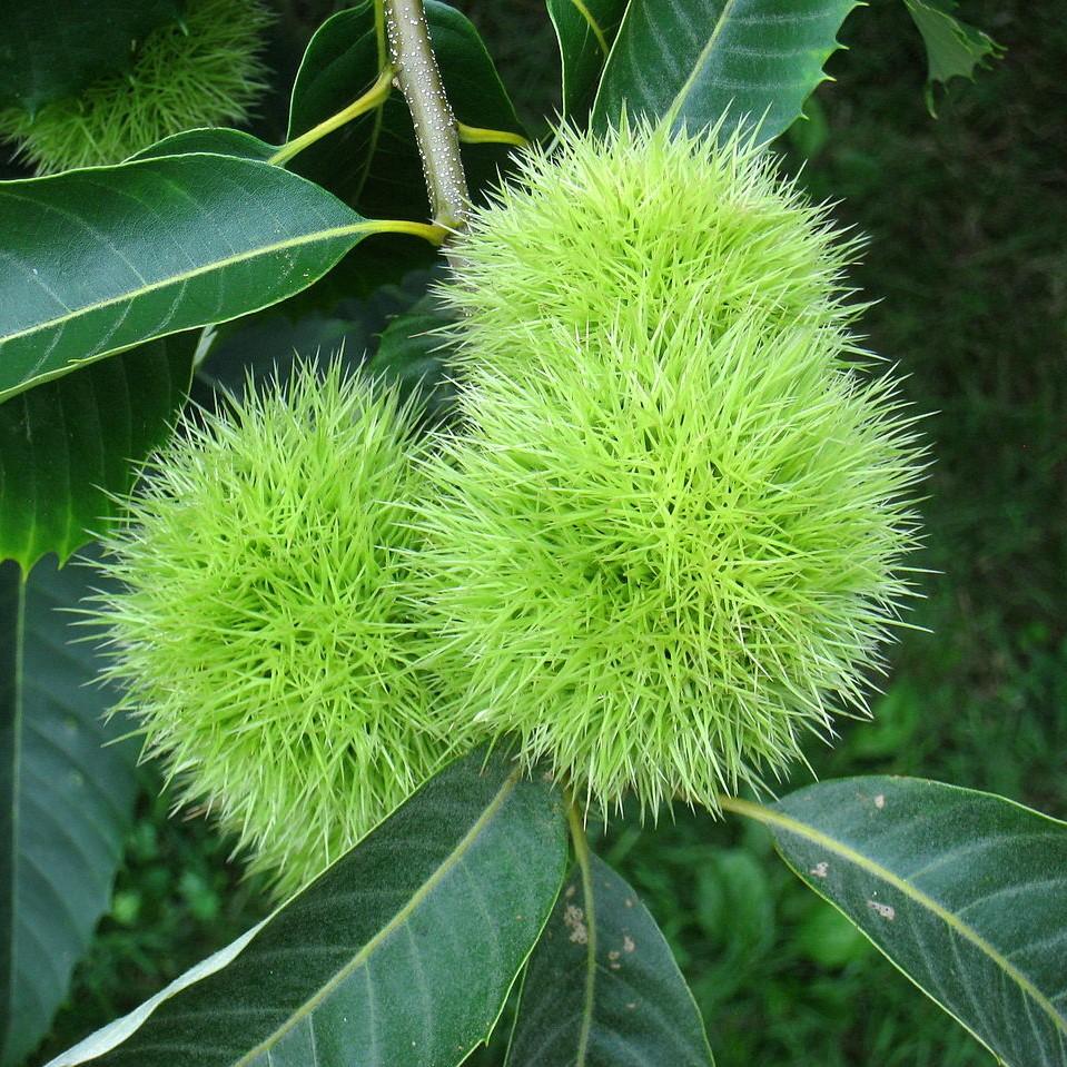 Castanea dentata x mollissima ~ Dunstan Chestnut-ServeScape