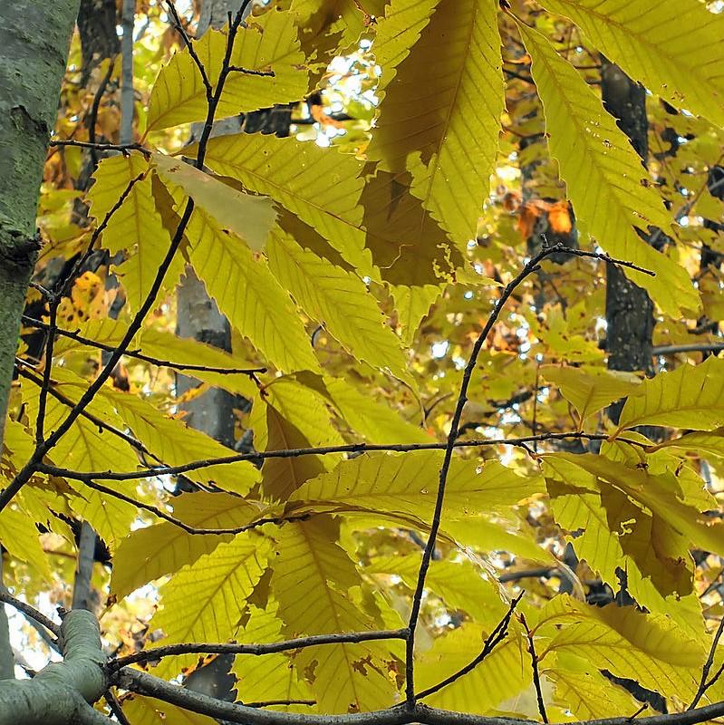 Castanea dentata x mollissima ~ Dunstan Chestnut-ServeScape