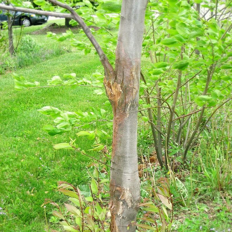 Castanea dentata x mollissima ~ Dunstan Chestnut-ServeScape