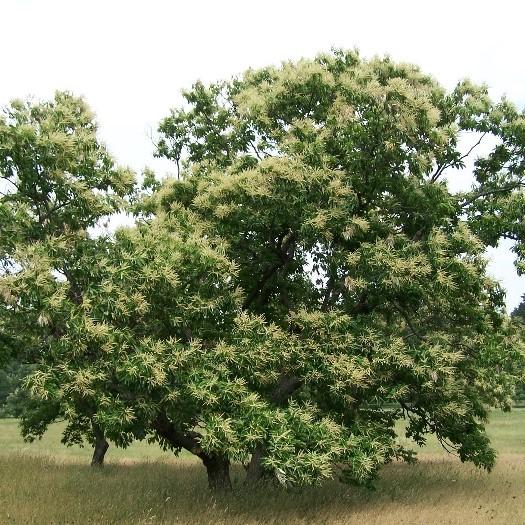 First Year Dunstan Chestnut Tree – Live Seedling, Edible, Potted