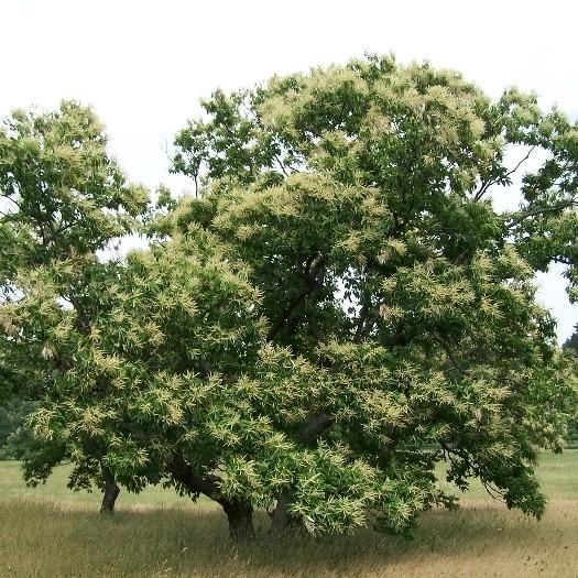 Castanea dentata x mollissima ~ Dunstan Chestnut-ServeScape