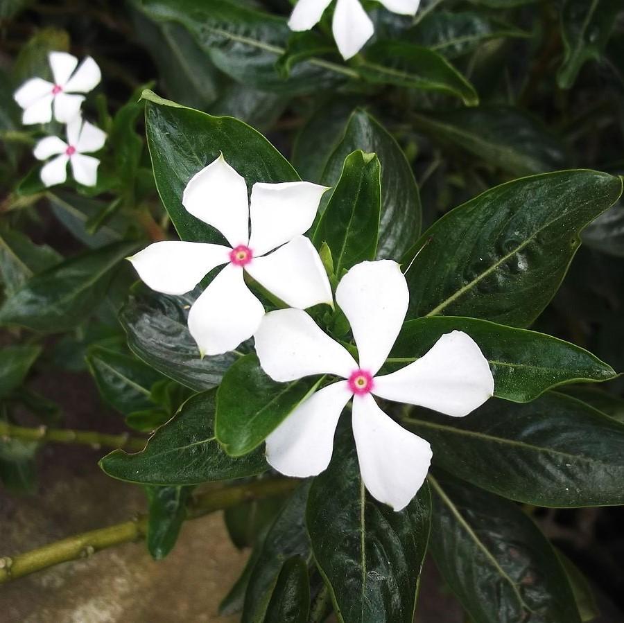 Catharanthus hybrid 'SUNCATFE 23' ~ Soiree Kawaii® White Peppermint Vinca-ServeScape