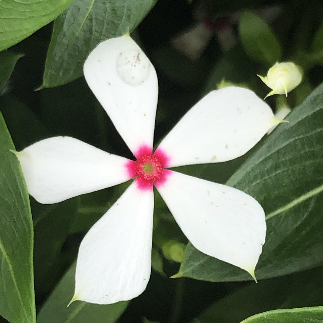 Catharanthus hybrid 'SUNCATFE 23' ~ Soiree Kawaii® White Peppermint Vinca-ServeScape