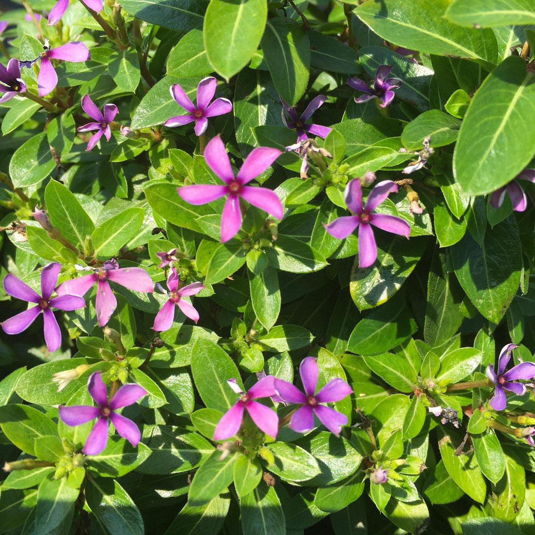 Catharanthus hybrid 'Soiree Kawaii Blueberry Kiss' ~ Soiree Kawaii® Blueberry Kiss Vinca-ServeScape