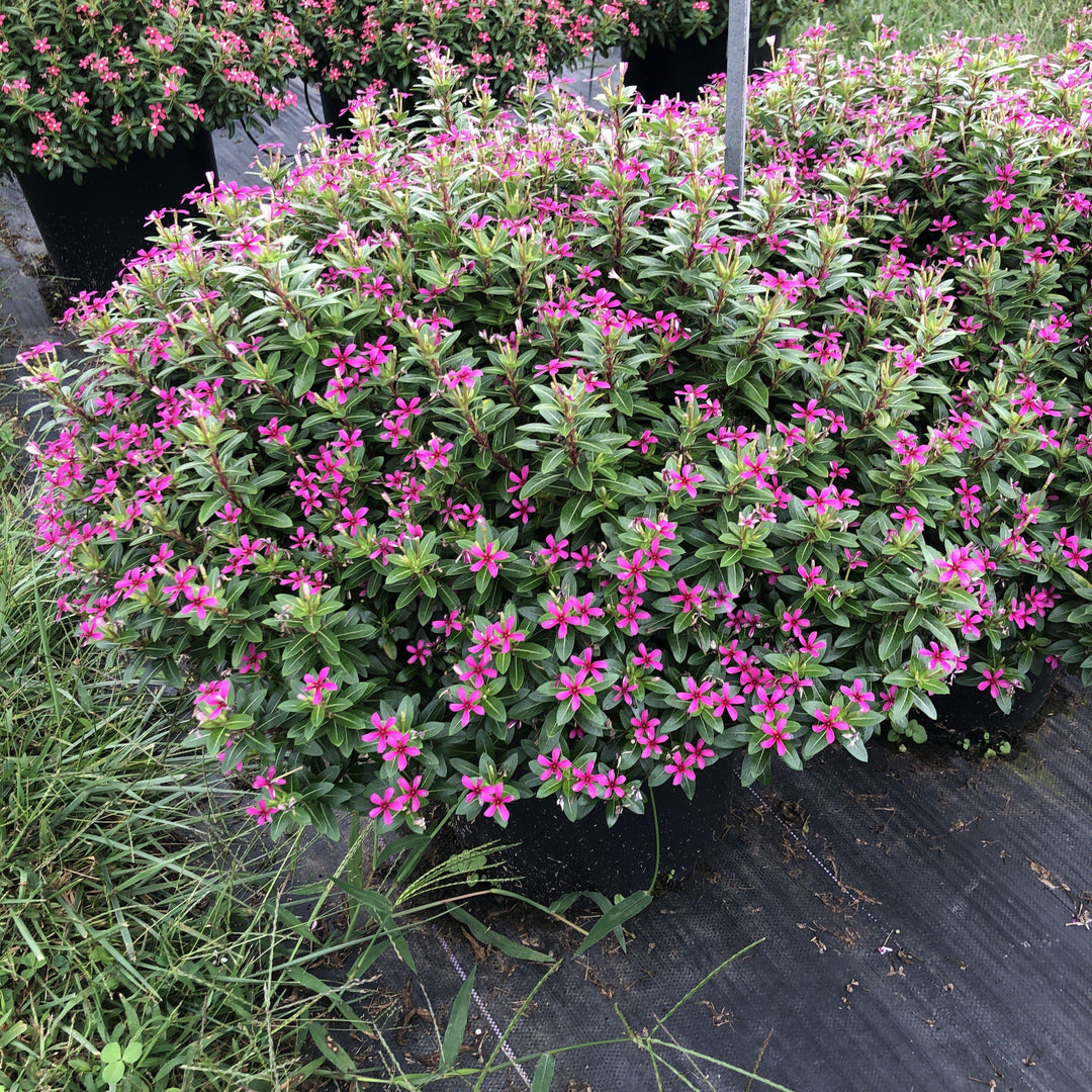 Catharanthus hybrid 'Suncatha 2439' ~ Soiree Kawaii® Lavender Vinca-ServeScape