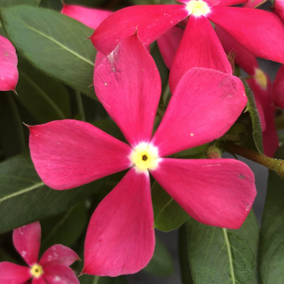 Catharanthus hybrid 'Suncatha 2460' ~ Soiree Kawaii® Coral Vinca-ServeScape