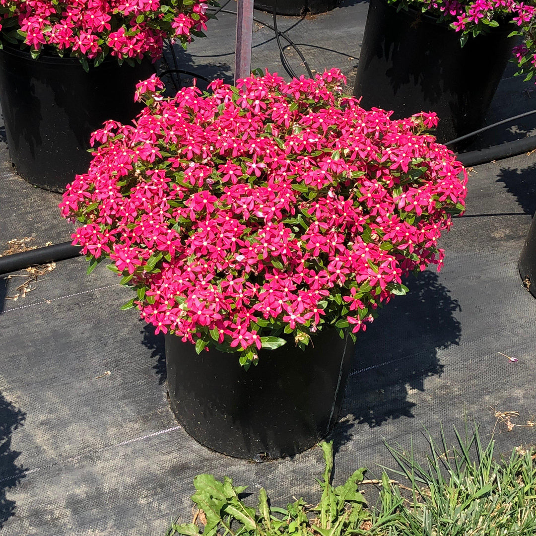 Catharanthus hybrid 'Suncatha 2460' ~ Soiree Kawaii® Coral Vinca-ServeScape